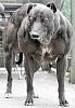 Dbol and dogs-myostatin-dog.jpg