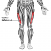 leg injection-vastus_lateralis2.png