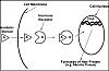 How Anabolic Steroids Work-steroid1.gif