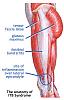 Quad Injection problem-itbsyndrome.jpg