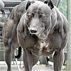 DoSteroids accelerate aging???-dog.jpg