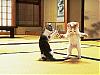 Martial arts definitions..-karate-cats.jpg
