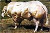 Can anyone produce a competition physique?-cow.jpg