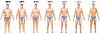 Tdee-body-fat-levels-men1.jpg