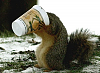 What are you eating RIGHT NOW ?-squirrel.png