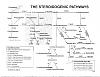 DHEA and Pregnenolone-steroidogenic-pathways.jpg