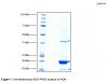 Chinese HGH concerns-hgh-maldi-toff-results2.jpg