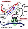 IGF-1: Media or Receptor Grade Article?-figure-3.jpg