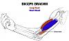 Bicep tendon rupture-biceps-brachii-2.jpg