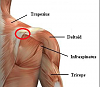 shoulder pain during overhead press and other similar movements-shoulder.png