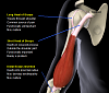 Shoulder issue? Right dumbell biceps curl a lot less weight than the left one....-long-head-biceps-shoulder-area.png