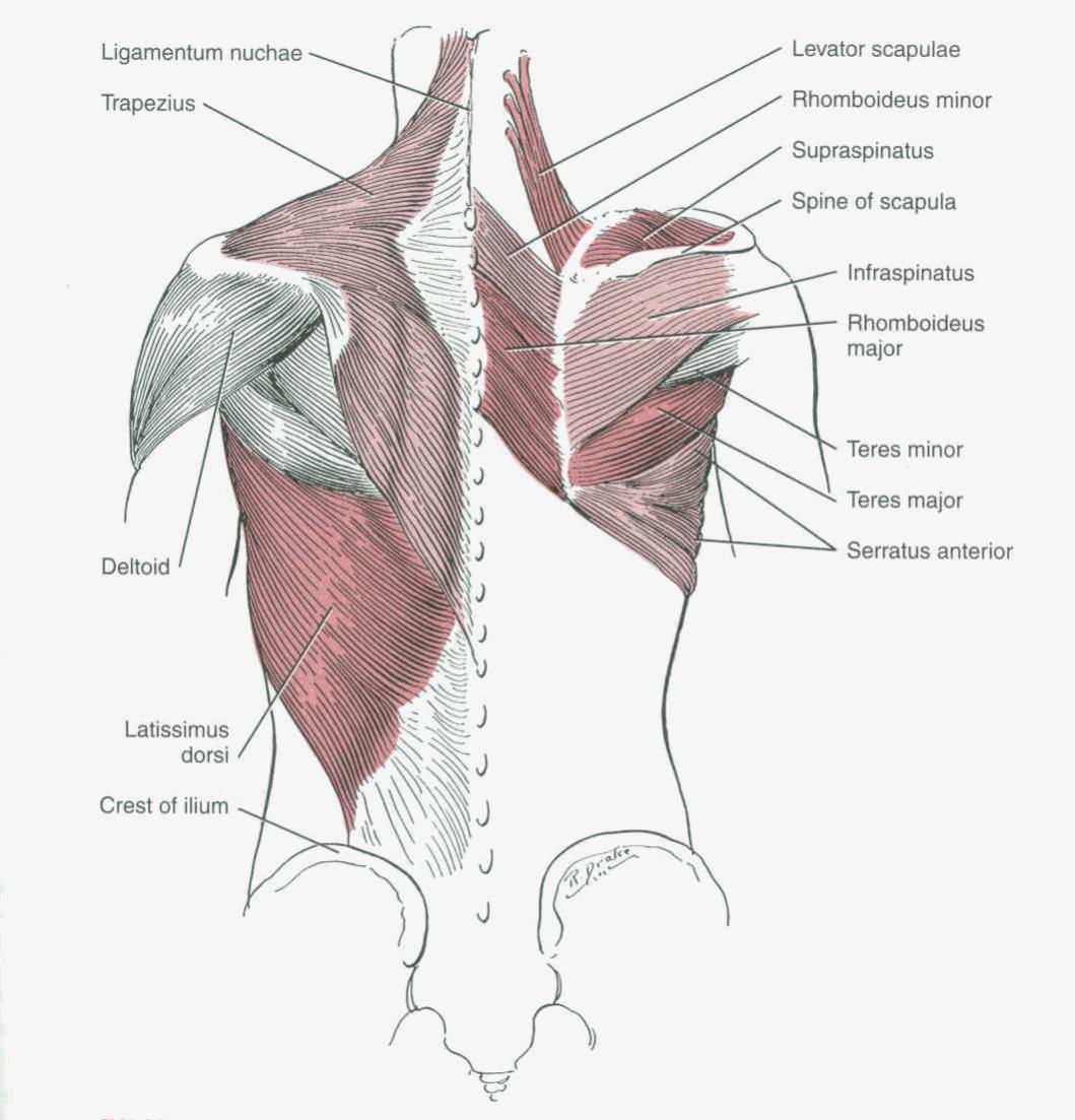 Мышцы спины Teres Minor