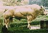 1st ANNUAL FARMER JOE's FARMYARD OLYMPIA!!!-huge-cow.gif