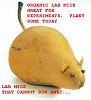 Thoughts on Ephadrine.-pear-mouse.jpg