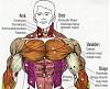 what is the best exercise to put mass on upper chest?-chestbig.jpg