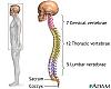 Compression Fractures of the Spine-skeletal-spine.jpg
