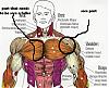 Shoulders get more than chest[pics]-chestbig-copy.jpg