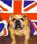 British Bulldog's Avatar