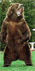 Grizzly's Avatar