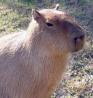 Capybara's Avatar