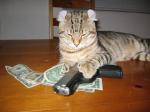 cashcat's Avatar